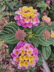 plants and flowers used for taxonomy studies
