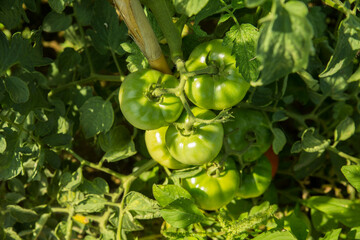 Ecologic, cultivated and organic green Tomatoes 