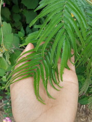 plants and flowers used for taxonomy studies
