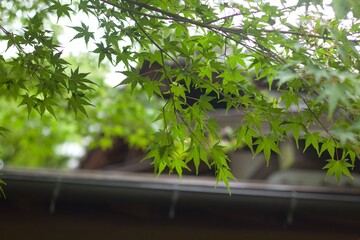 日本の夏の植物　もみじ