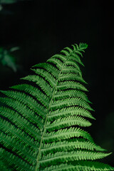 Beautiful fern leaves on a green background.