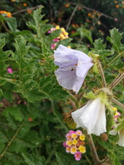 plants and flowers used for taxonomy studies
