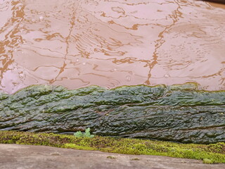 plants and flowers used for taxonomy studies

