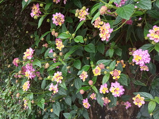 plants and flowers used for taxonomy studies
