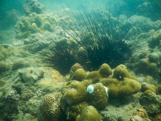 Fototapeta na wymiar Yellow coral and urchin at the reefs of Ao Nang, Thailand