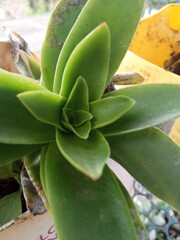 plants and flowers used for taxonomy studies
