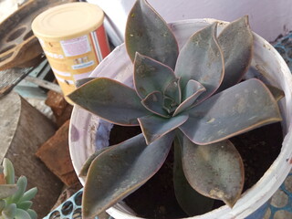 plants and flowers used for taxonomy studies
