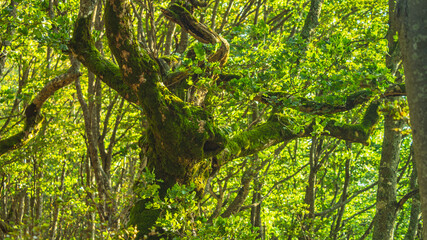 Natura może być zdumiewająca, tak jak w przypadku tego drzewa, które może wywoływać dreszcze na plecach   © Piotr