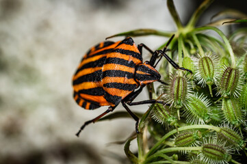 The striped bug [Graphosoma lineatum]