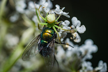 The green crab spider [Diaea dorsata]