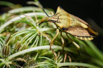 The black-shouldered shieldbug [Carpocoris purpureipennis]