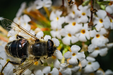 The pellucid hoverfly [Volucella pellucens]