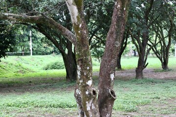 tree in the park