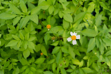 Little flowers on green leaves backgrpund © Kavik