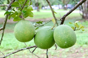 green tomatoes on a tree