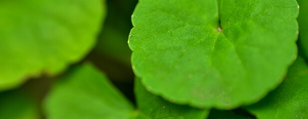 Abstract green leaf background, soft focus, sunny day, fresh spring field, natural textured wallpaper