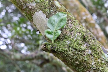 green moss on tree