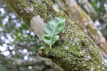 green moss on tree