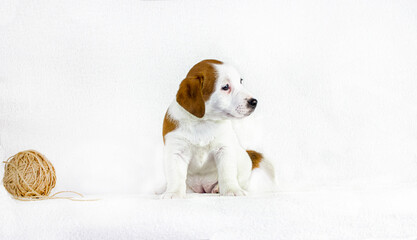 happy white puppy with red spots Jack raseell terrier sits on a white background with a ball of thread. Age and a half months. Use for advertising the first feeding. Horizontal format