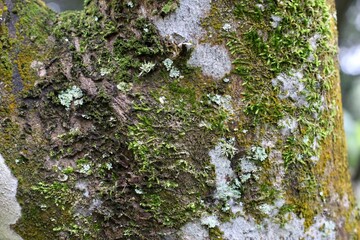 lichen on tree