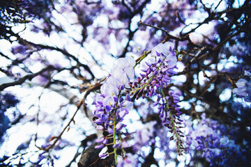 Purple morning glory flower solid color.