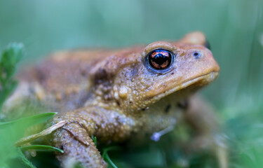 Crapaud