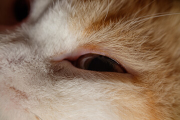 The macro photograph shows the tiny hairs in the cat's eyes.