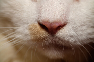 Fur on the cat's nose and mouth