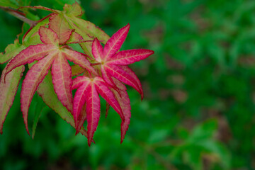 Maple leaves that have just turned red in autumn