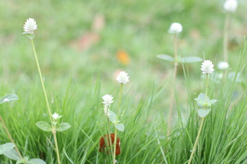 grass and flowers