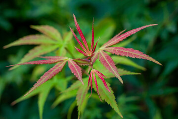 Maple leaves that have just turned red in autumn