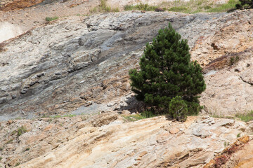 rock formations with trees