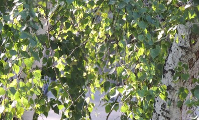 green leaves background