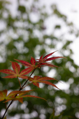 Maple leaves that have just turned red in autumn