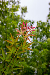 Maple leaves that have just turned red in autumn