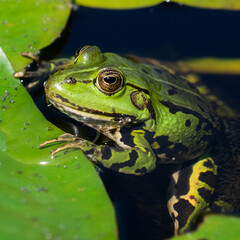green frog in pond 