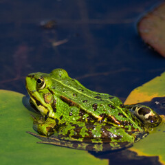green frog in pond