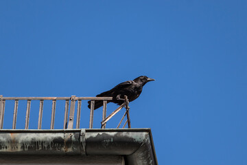 Rabe Krähe auf Dach