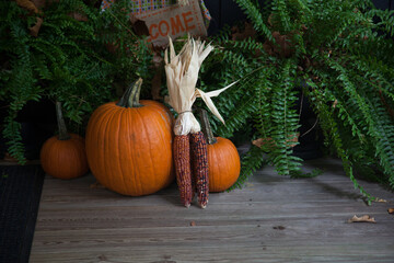 Autumn pumpkin and Colored Corn