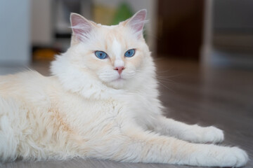 Closeup of white rag doll cat with blue eyes with angry face