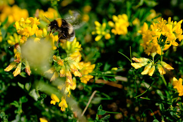 Bumblebee flies to the flower