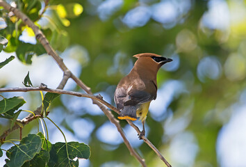 Cedar Waxwing