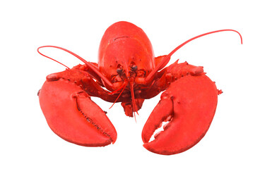 Cooked lobster isolated on white background, American lobster (Homarus americanus) 