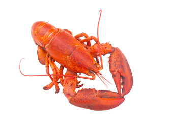 Cooked lobster isolated on white background, American lobster (Homarus americanus) 