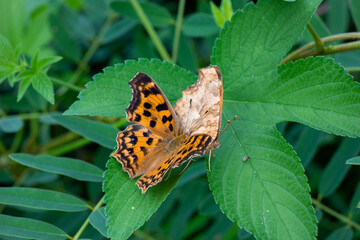 Two butterflies mating on leaves