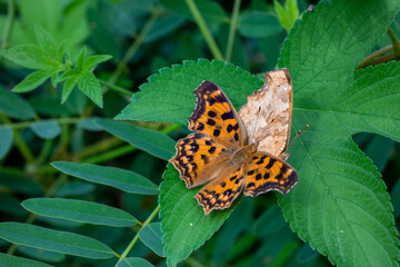 Two butterflies mating on leaves