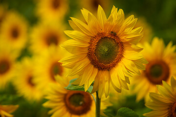 Trispen, St Ermes, Cornwall, UK. 08//08/2020.

A field of sunflowers bursts in to flower as the mid August sun beats down during another hot summer.