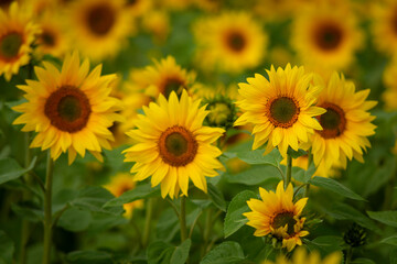 Trispen, St Ermes, Cornwall, UK. 08//08/2020.

A field of sunflowers bursts in to flower as the mid August sun beats down during another hot summer.