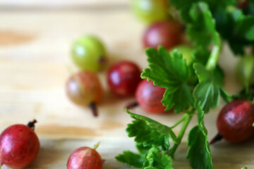 Selective focus. Macro. Gooseberry berries. Gooseberry leaves and branches on a wooden surface.