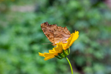 Butterfly on yellow flower